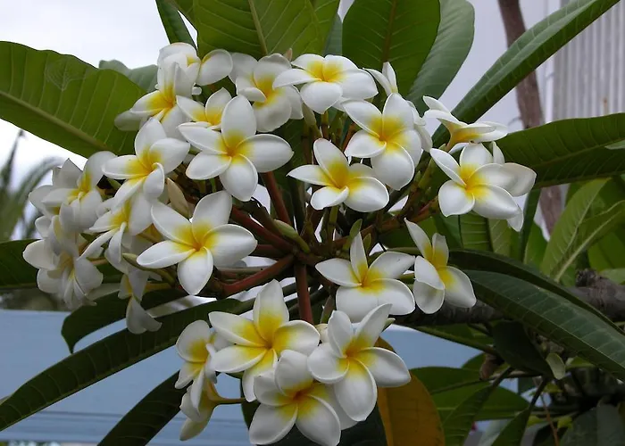 Lägenhet El Capricho