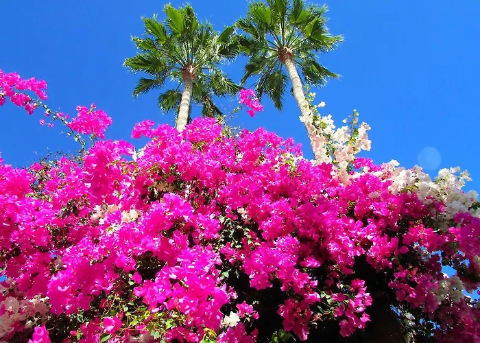 El Capricho * Maspalomas (Gran Canaria)